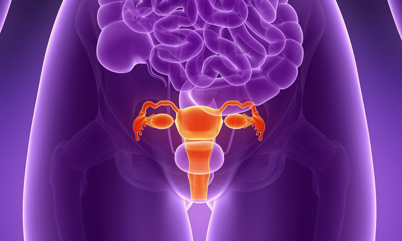 Stock illustration of female reproductive system, shown in orange on a purple background