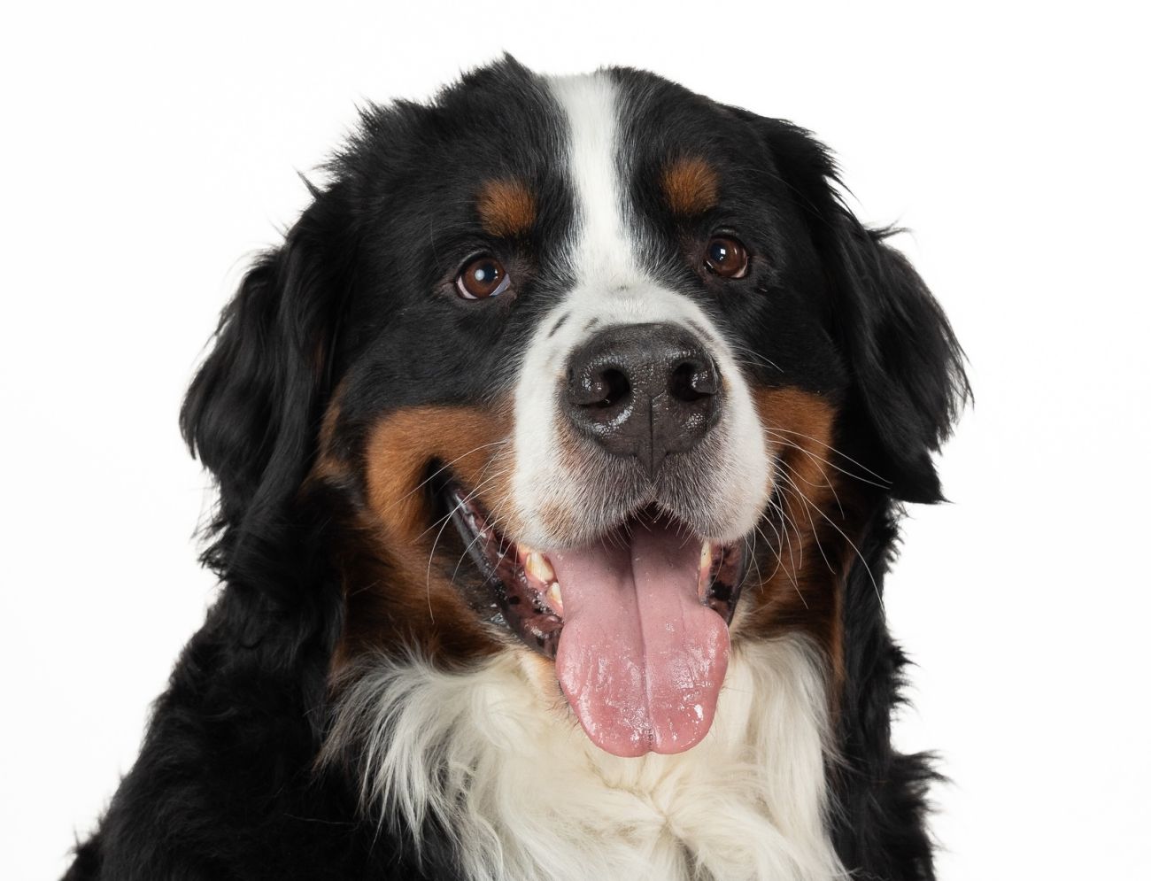 Burmese Mountain Dog