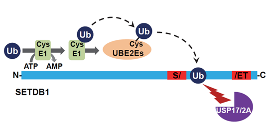 Figure from a scientific research paper