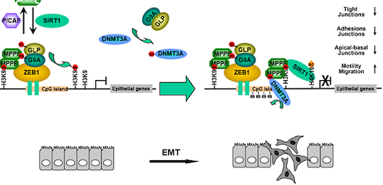 Figure from a scientific research paper