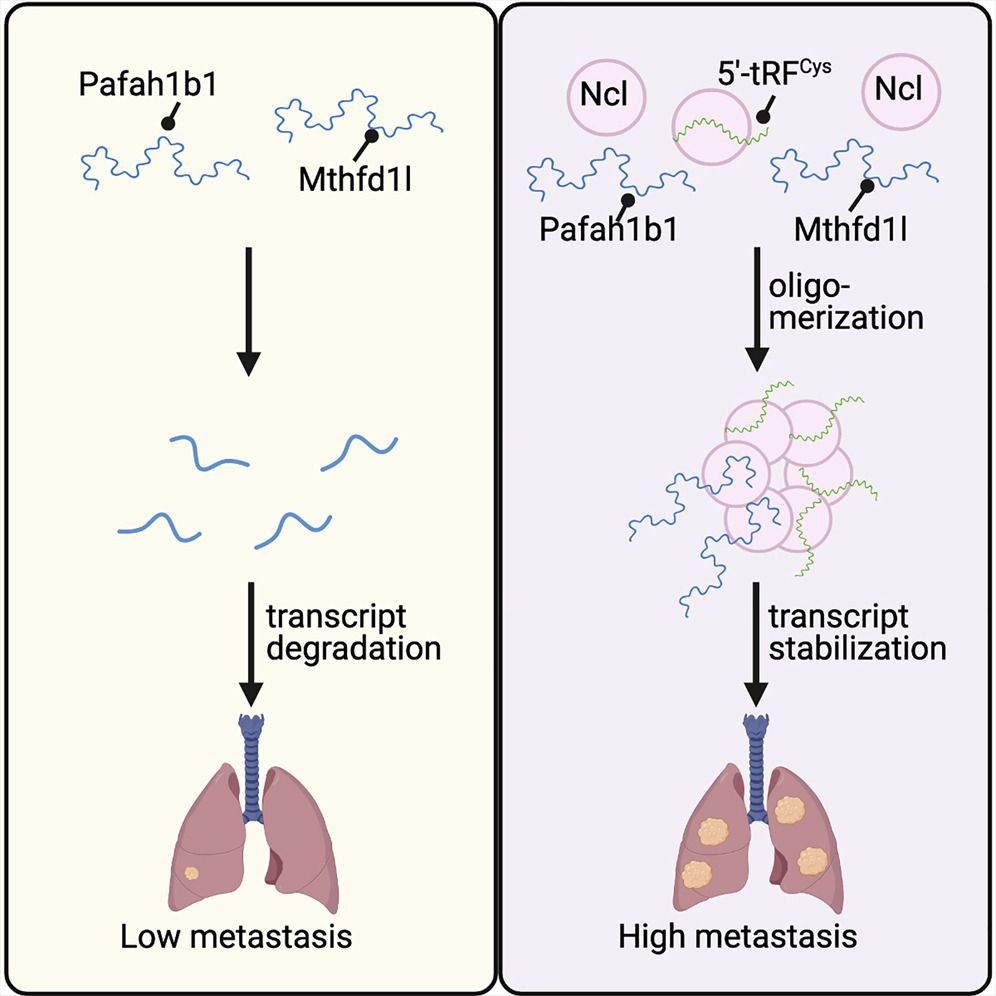 Figure from a scientific research paper