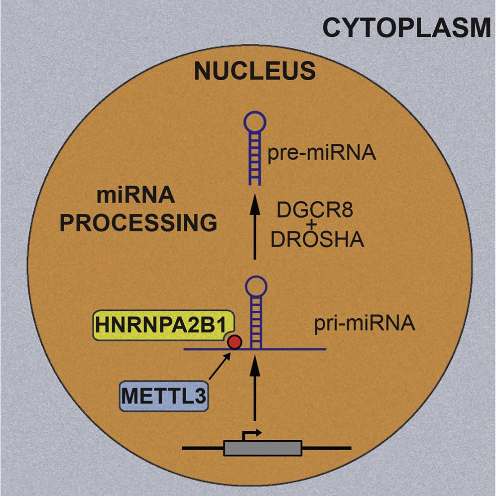 Figure from a scientific research paper