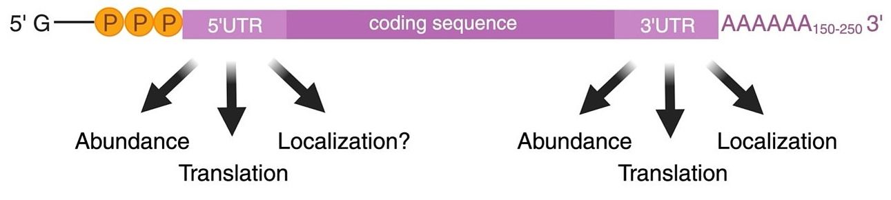 Figure from a scientific research paper