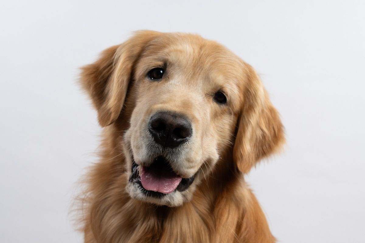 A Golden Retriever dog
