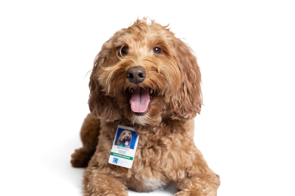 An Irish Goldendoodle dog
