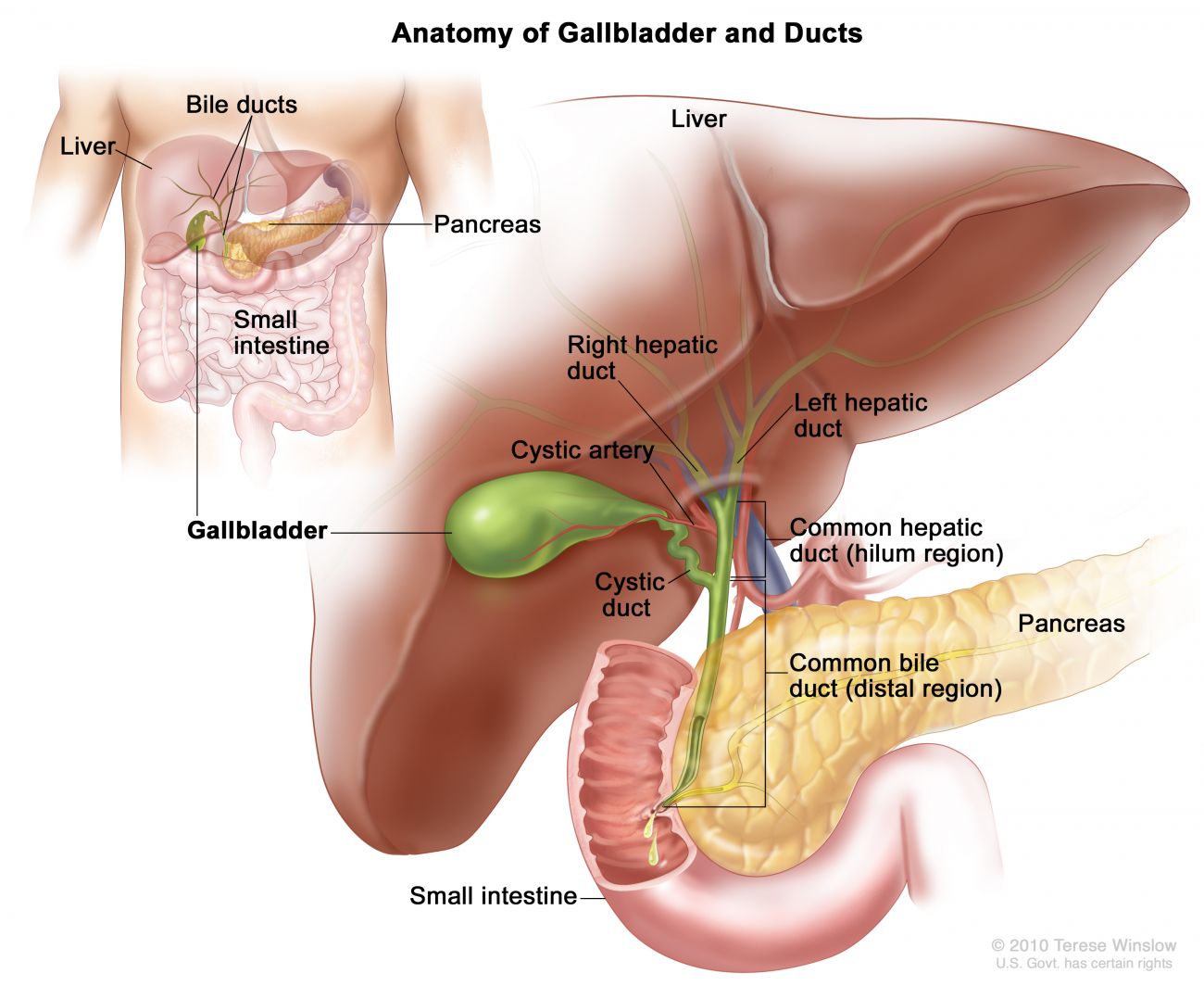 Medical illustration of gallbladder anatomy