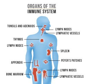 Illustration showing the locations of organs of the immune system.
