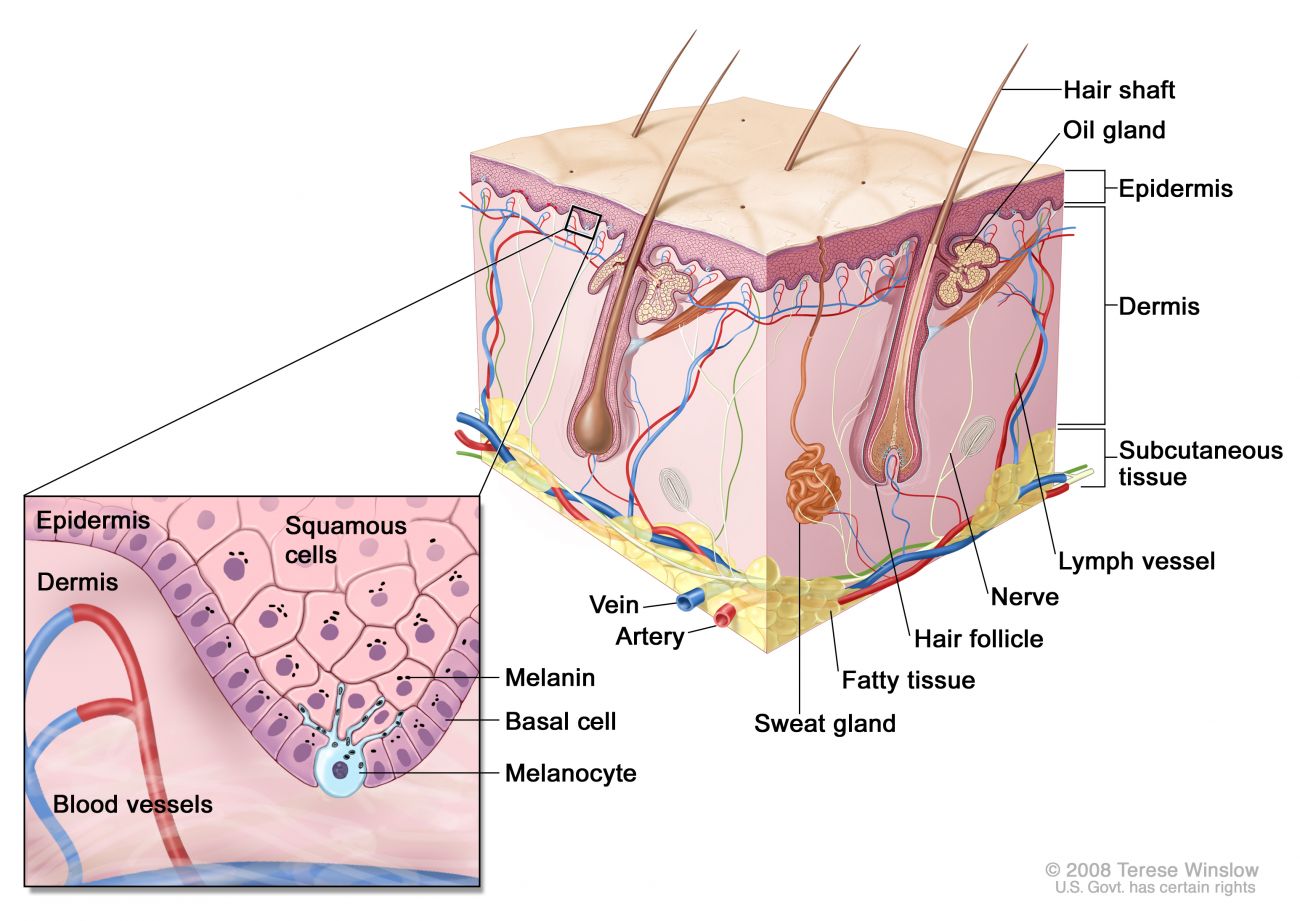 Anatomy of the skin