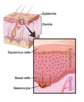 Anatomical illustration of the layers of skin
