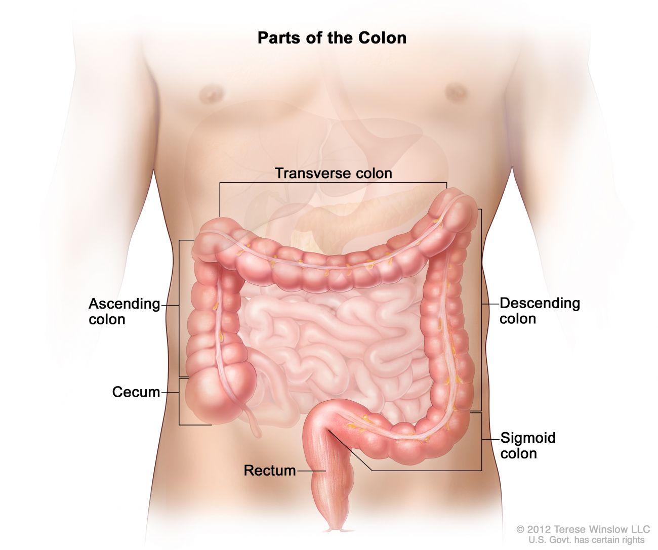 illustration of the colon