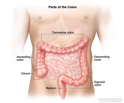A closer look at the gastrointestinal tract.