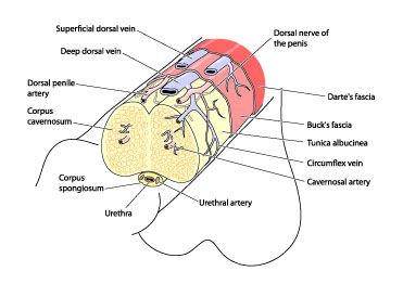 Medical illustration of penile anatomy
