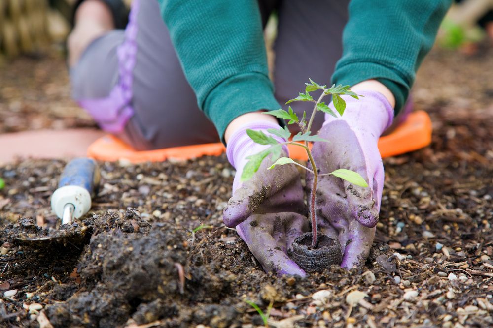 Person planting a seedling outdoors