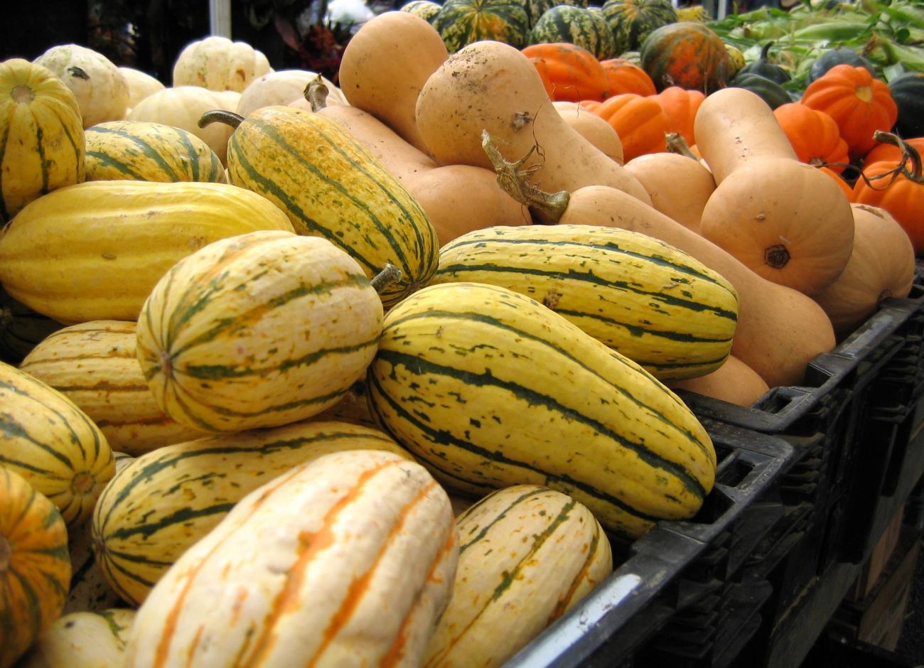 Types of squash