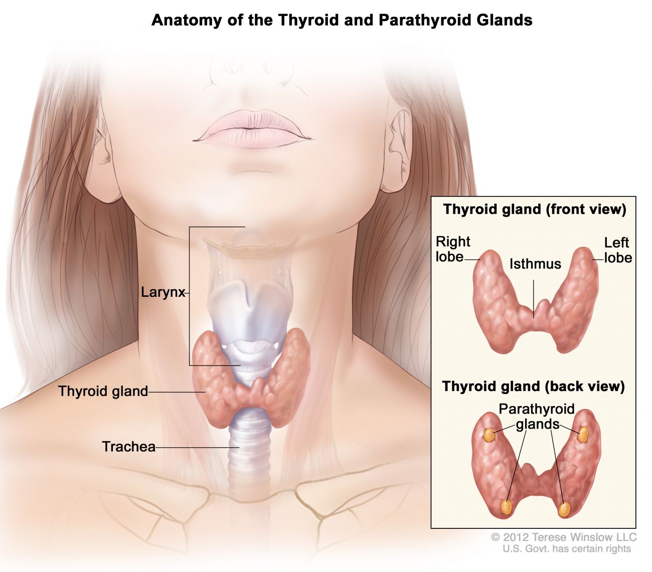 Thyroid Cancer Explore vol.1 no.2(2015 「Thyroid Cancer Expl What is Thyroid Cancer? | Roswell Park Comprehensive Cancer Center