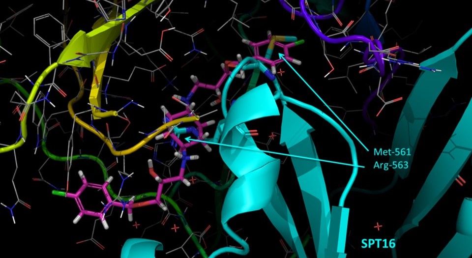 Gurova Lab Research: Histone Chaperone FACT | Roswell Park ...