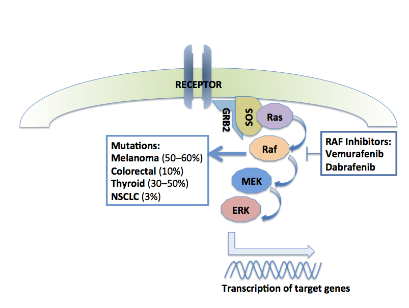 Targeting BRAF Mutation Positive Cancers Melanoma, Lung and Colorectal