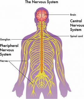 Diagram showing the central nervous system and peripheral nerves