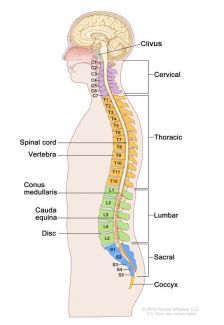 The human spine.