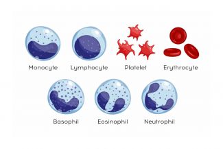 Medical illustration showing the types of white blood cells