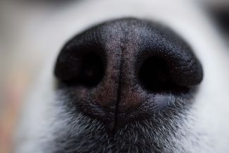 A dog's nose