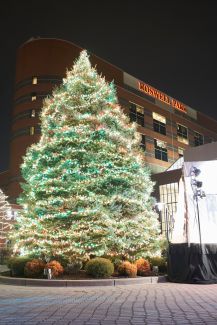 The 2020 Roswell Park Tree of Hope!