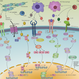 Metabolic Codependencies in the Tumor Microenvironment