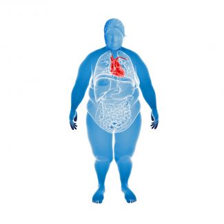 Medical illustration of obese person's organs with heart highlighted in red