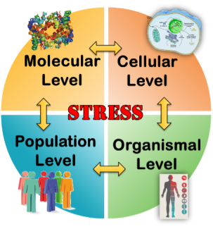 Goals of the Cell Stress CCSG Program