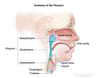Illustration of the pharynx