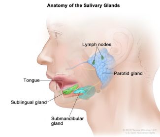 Illustration of the salivary glands
