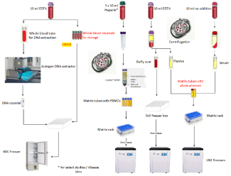 Sample Processing and Storage Work Flow