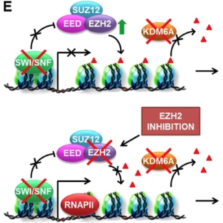 Image from Dr. Woloszynska research study
