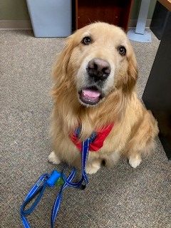 Therapy Dog Hawk