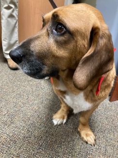 Therapy Dog Kash
