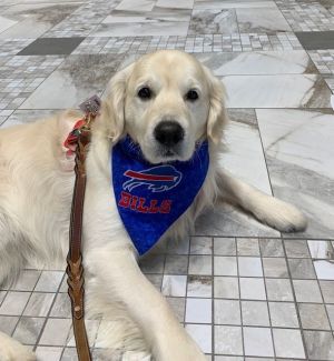 Therapy Dog Lumi