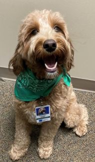 Therapy Dog Montana