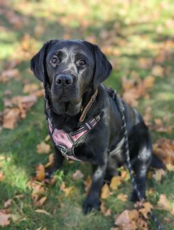 Therapy Dog - Asia