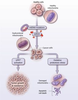 Figure from a scientific research study