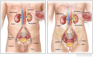 Medical illustration of genitourinary system