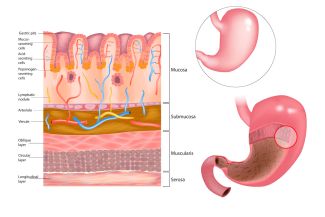 A detailed illustrated graphic of the inside of the stomach and lining