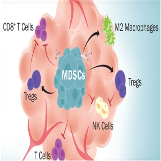 Diagram of a cell