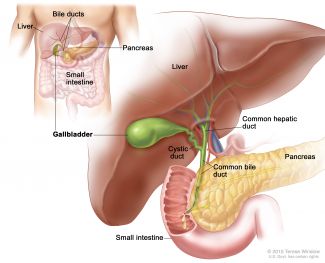 Medical illustration of liver anatomy