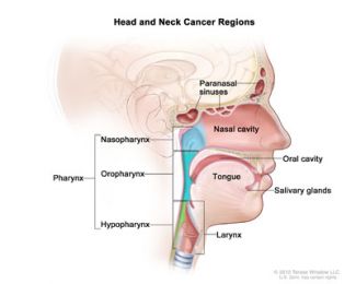 Anatomy of the head and neck