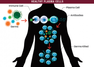 How healthy plasma cells work