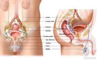 hpv and urethral cancer)