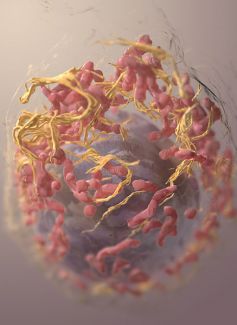 New Combination Treatment For Melanoma Shows Promise Roswell Park Comprehensive Cancer Center