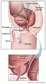 Anatomical view of testicles and prostate