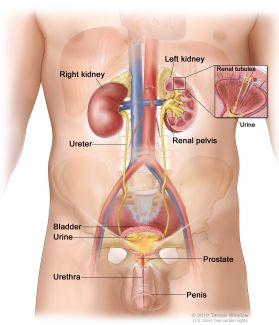 Diagram of the bladder and the genitourinary system
