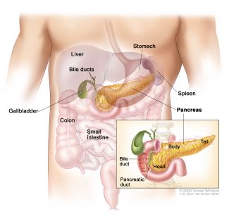 Anatomical illustration of the pancreas